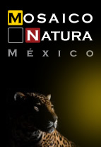 im